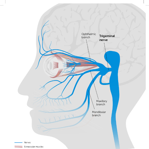 Trigeminal Nerve Graphic Neurolens Media Library